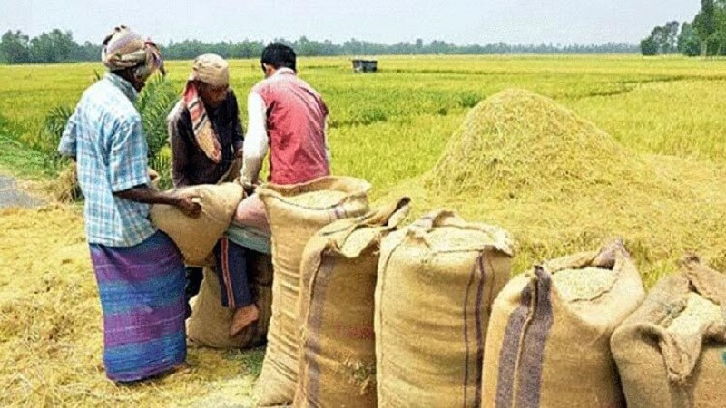 আসন্ন বোরো মৌসুমে সাড়ে ১৭ লাখ টন ধান-চাল কিনবে সরকার